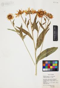 Hymenoxys hoopesii image