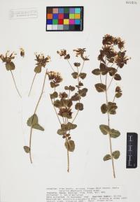 Guardiola platyphylla image