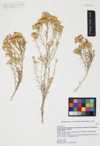 Ericameria nauseosa image