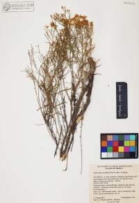 Gutierrezia sarothrae image