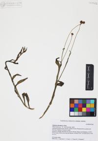 Helenium thurberi image