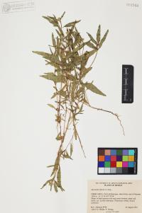Sanvitalia abertii image