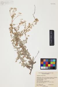 Parthenium incanum image
