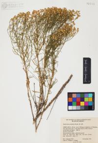 Gutierrezia sarothrae image