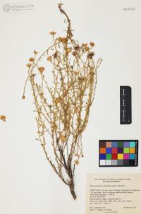 Xanthisma spinulosum image