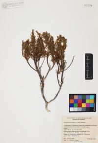 Ericameria laricifolia image