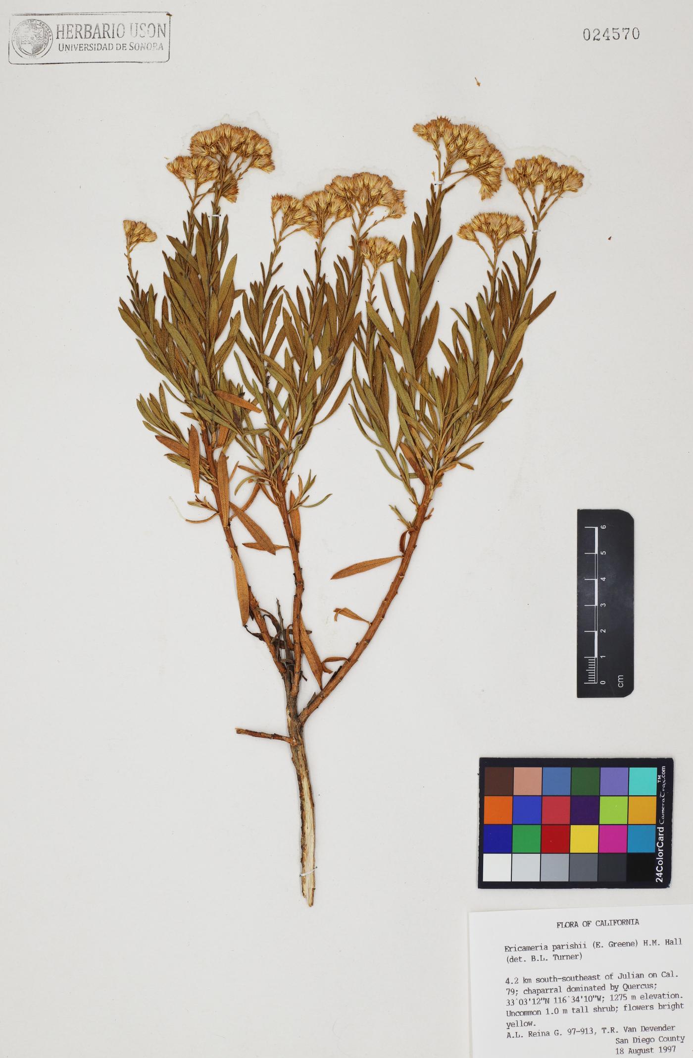 Ericameria parishii image