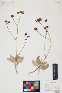 Encelia farinosa image