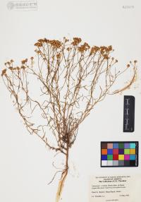 Gutierrezia sarothrae image
