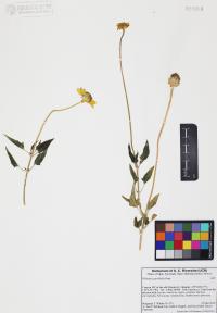 Heliopsis parvifolia image