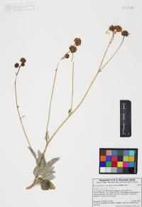 Encelia farinosa image