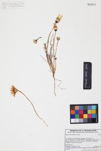 Malacothrix glabrata image