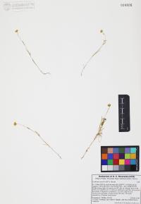 Lasthenia gracilis image
