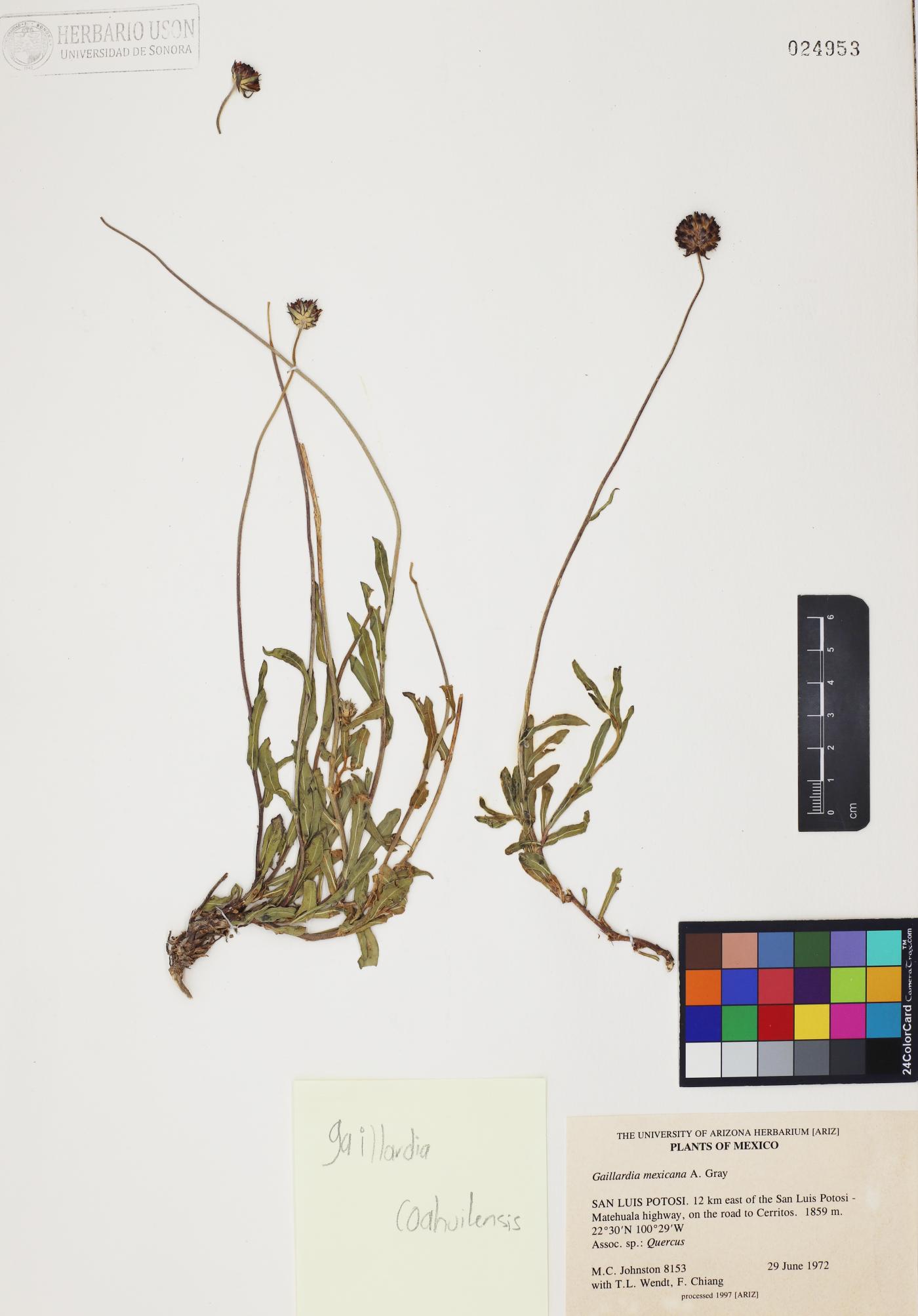 Gaillardia coahuilensis image