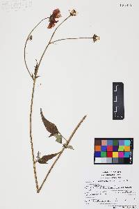 Bidens aequisquama image