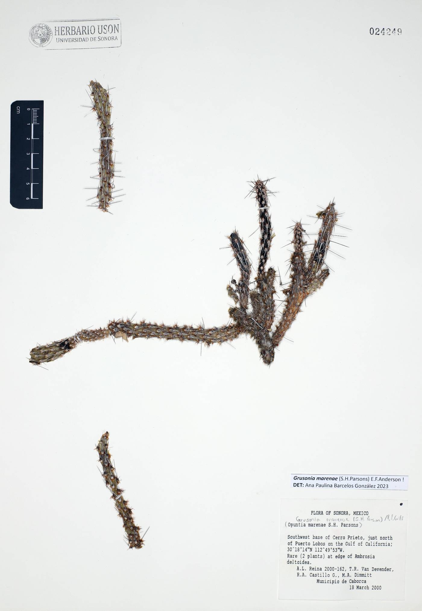 Corynopuntia marenae image