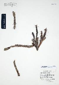 Corynopuntia marenae image