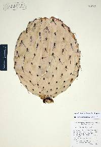 Opuntia chlorotica image