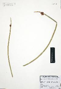 Schoenoplectus americanus image