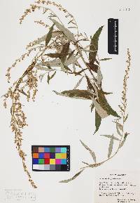 Artemisia douglasiana image