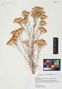 Ericameria nauseosa image