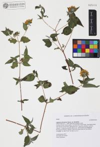 Lagascea decipiens var. decipiens image