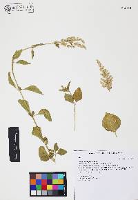 Iresine heterophylla image