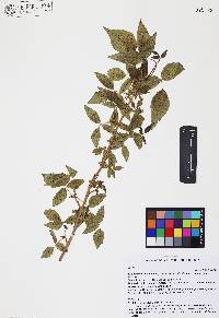 Toxicodendron radicans subsp. divaricatum image