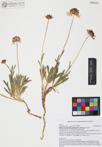 Gaillardia pinnatifida image