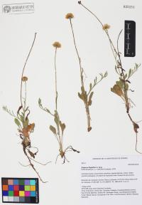 Erigeron flagellaris image