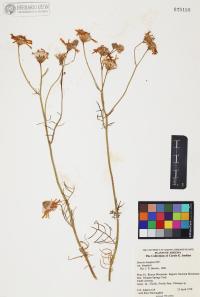 Senecio flaccidus image