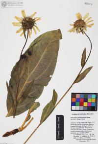 Helianthella quinquenervis image