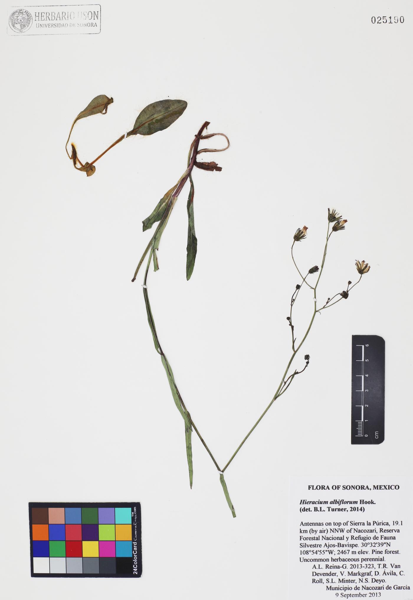 Hieracium albiflorum image