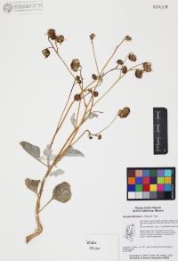 Encelia farinosa image