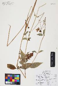 Bidens aequisquama image