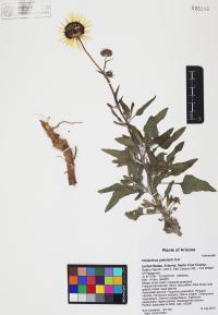Helianthus petiolaris image