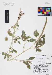 Amaranthus palmeri image