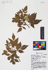 Rhus virens image