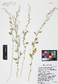 Chenopodium neomexicanum image