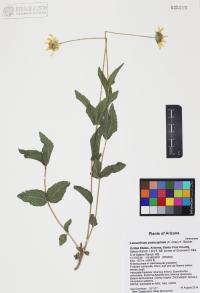Lasianthaea podocephala image