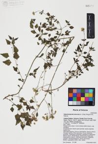 Fleischmannia sonorae image