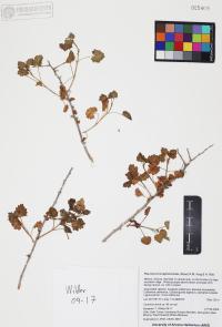 Pleurocoronis laphamioides image