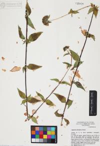 Lagascea decipiens image