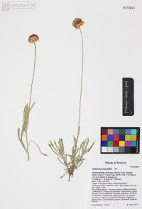 Gaillardia pinnatifida image