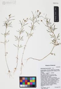 Heterosperma pinnatum image