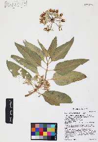 Asclepias nyctaginifolia image