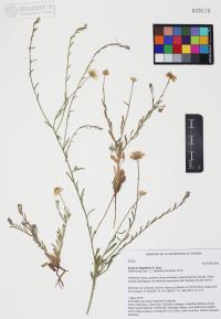Erigeron flagellaris image