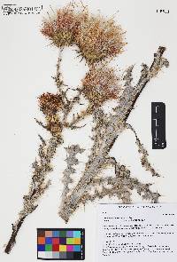 Cirsium neomexicanum image