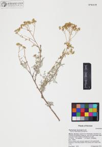 Parthenium incanum image