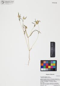 Sanvitalia abertii image